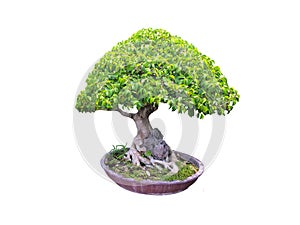 Beautiful ornamental tree from Thailand, Green topiary tree, Green leaves ornamental plant, big bonsai, Suitable for use in
