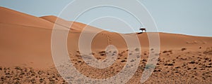 A beautiful oryx navigates the sand dunes, casting a long shadow over the orange sand
