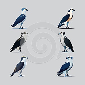 Beautiful Osprey bird vector illustration photo