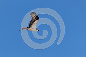 This beautiful Osprey was even in the air when the picture was taken. The colors of this raptor are beautiful.