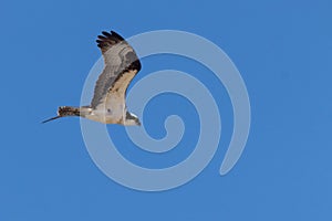 This beautiful Osprey was even in the air when the picture was taken. The colors of this raptor are beautiful.