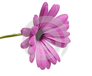 beautiful osteospermum or african daisy flower isolated