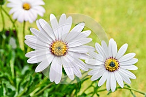Beautiful Osteospermum daisy flower photo