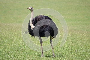 Bellissimo struzzo velocemente uccello un il grande Selvaggio nero piume giardino zoologico 