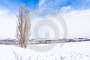 Beautiful outdoor nature landscape with tree of ken and mary in biei area
