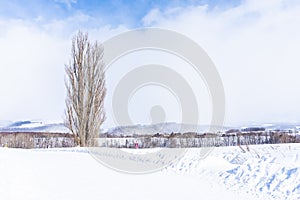 Beautiful outdoor nature landscape with tree of ken and mary in biei area