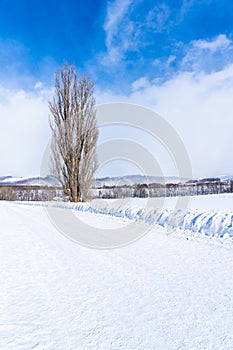 Beautiful outdoor nature landscape with tree of ken and mary in biei area