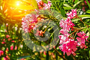 Beautiful outdoor shrub plant with pink flowers Oleander