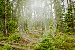 Beautiful outdoor view of foggy forest, located Grand Tetons close to Jenny Lake