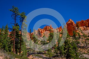 Beautiful outdoor view of pinyon pine tree forest Bryce Canyon National Park Utah