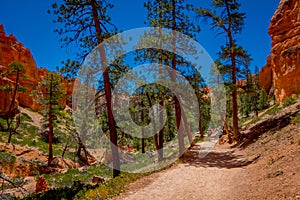 Beautiful outdoor view of pinyon pine tree forest Bryce Canyon National Park Utah