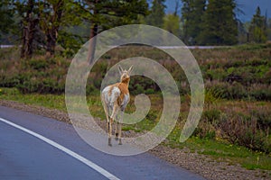 Beautiful outdoor view of rocky mountain mule deer, Odocoileus hemionus crossing the pavement in Yellowstone National