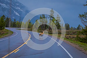 Beautiful outdoor view of rocky mountain mule deer, Odocoileus hemionus crossing the pavement in Yellowstone National