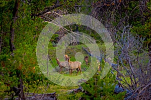 Beautiful outdoor view of white-tailed family deer Yellowstone National Park