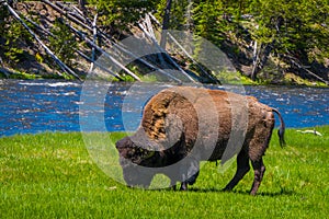 Beautiful outoor view of lonely buffalo grazing alongside a western river in Yellowstone National Park