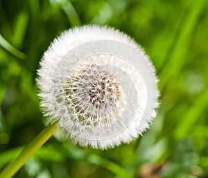 Beautiful overblown dandelion