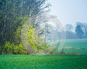 A beautiful overcast spring morning no Northern Europe. Springtime landscape with trees.