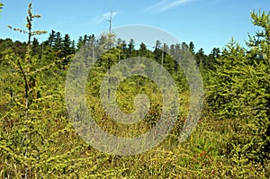 Beautiful overgrown lush bog in brighton new york in late summer