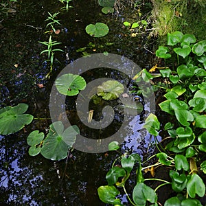Beautiful overgrown pond in the forest