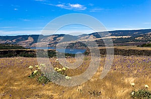 Wild flowers and scenic view