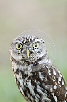 Beautiful owl - Athene noctua, Litlle owl