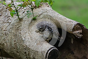 Beautiful Owl bird Spotted owlet