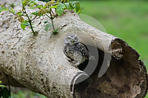 Beautiful Owl bird Spotted owlet