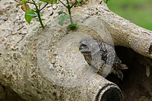 Beautiful Owl bird Spotted owlet