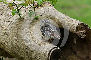 Beautiful Owl bird Spotted owlet