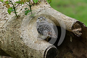 Beautiful Owl bird Spotted owlet