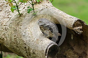 Beautiful Owl bird Spotted owlet