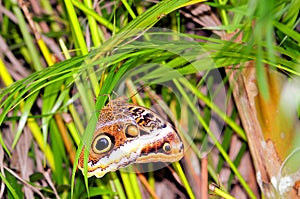 Beautiful owl butterfly