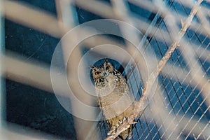 Beautiful Owl in captivity in a cage