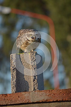 Beautiful owl catched to a camera