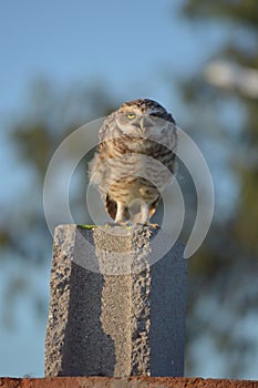 Beautiful owl catched to a camera