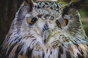 Beautiful owl with intense eyes and beautiful plumage