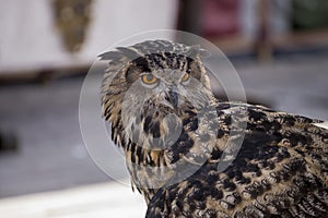 beautiful owl in a medieval fair with exhibition of birds of prey