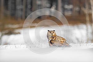 Beautiful owl from Russia, Eastern Siberian Eagle Owl, Bubo bubo, sitting in snow. Winter scene with majestic rare owl with forest