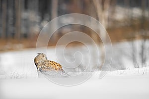 Beautiful owl from Russia, Eastern Siberian Eagle Owl, Bubo bubo, sitting in snow. Winter scene with majestic rare owl with forest