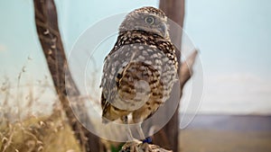 Beautiful owl sits on branch and blinks in aviary