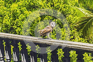 Beautiful owl sitting on a railing on green trees background