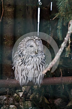 Beautiful owls in the park