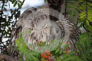 Beautiful owls in the park