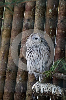 Beautiful owls in the park
