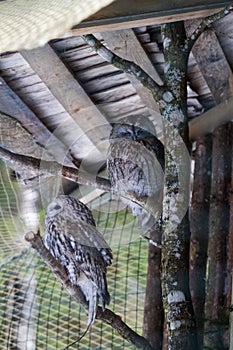 Beautiful owls in the park