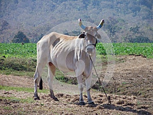 Beautiful Ox on the Green Farm