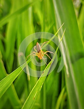 The beautiful Oxyopes salticus & x28;Striped lynx spider& x29; is perched on the grass in the rice fields