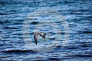 Beautiful oystercatcher bird flying over clear blue fjord water