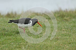 A pretty Oystercatcher, Haematopus ostralegus, serching for food in a field on a dark rainy day in the UK.