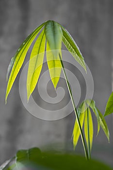Beautiful pachira aquatica leaves with a gray background.